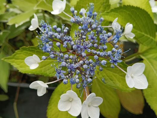 Hortênsia, Hydrangea macrophylla "Tricolor"