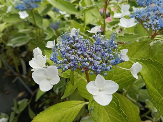 Hortensia, Hydrangea macrophylla "Tricolor'"