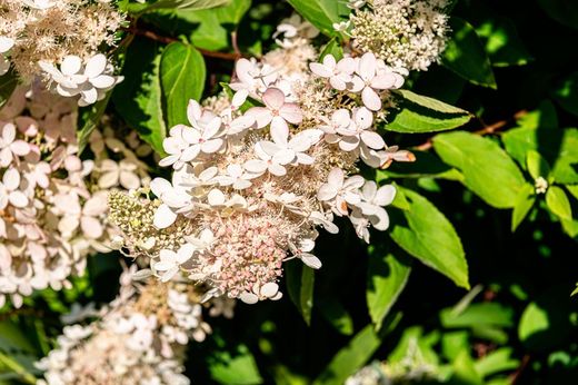 Hortensia, Hydrangea paniculata Kyushu