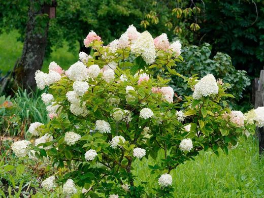 Hortênsia, Hydrangea paniculata 'Diamante rosa'