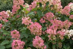 Hortênsia, Hydrangea paniculata 'Diamante rosa'