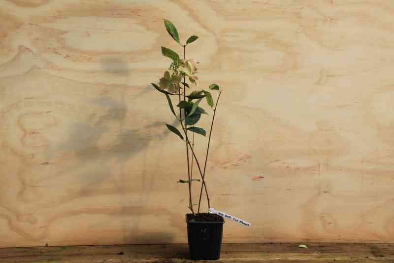 Hydrangea paniculata-poco de cal Planta en Maceta 9 Cm