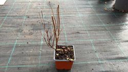 Hortênsia, Hydrangea paniculata 'Diamante rosa'