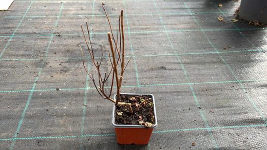 Hortênsia, Hydrangea paniculata 'Diamante rosa'