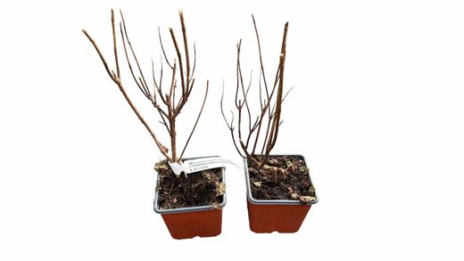 Hortênsia, Hydrangea paniculata 'Diamante rosa'