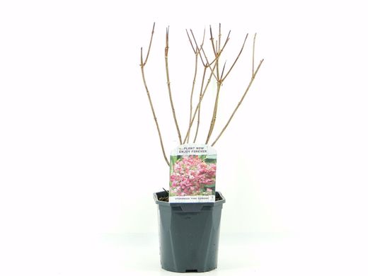 Hortênsia, Hydrangea paniculata 'Diamante rosa'