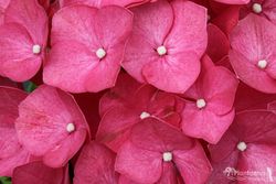 Hortensia 'Leuchtfeuer' de color rosa oscuro, Hydrangea macrophylla
