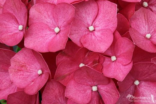 Hortensia 'Leuchtfeuer' de color rosa oscuro, Hydrangea macrophylla