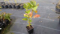 Hortensia 'Leuchtfeuer' de color rosa oscuro, Hydrangea macrophylla