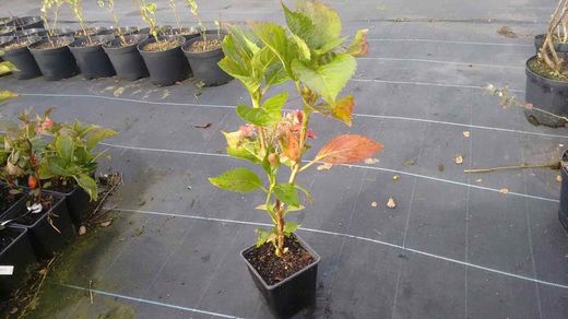 Hortensia 'Leuchtfeuer' de color rosa oscuro, Hydrangea macrophylla