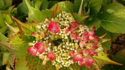 Hortensia 'Leuchtfeuer' de color rosa oscuro, Hydrangea macrophylla