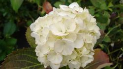 Hortênsia 'Madame E. Moulliere', Hydrangea macrophylla