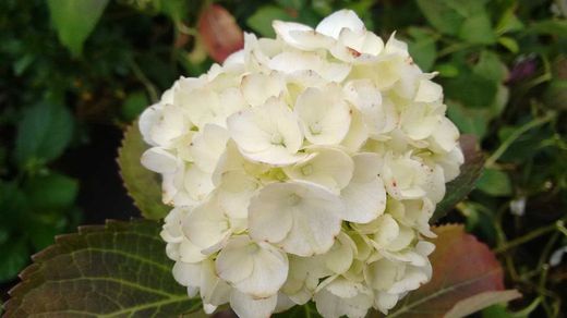 Hortênsia 'Madame E. Moulliere', Hydrangea macrophylla