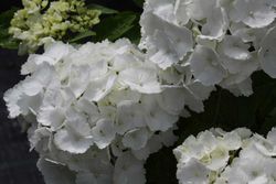 Hortênsia 'Madame E. Moulliere', Hydrangea macrophylla