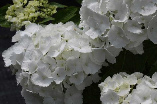 Hortênsia 'Madame E. Moulliere', Hydrangea macrophylla