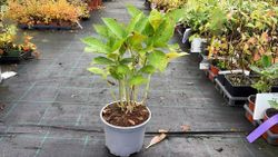 Hydrangea 'Madame E. Moulliere', Hydrangea macrophylla