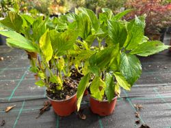 Hortênsia 'Madame E. Moulliere', Hydrangea macrophylla