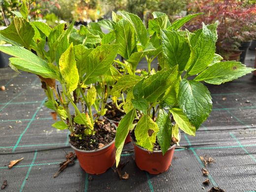 Hortênsia 'Madame E. Moulliere', Hydrangea macrophylla