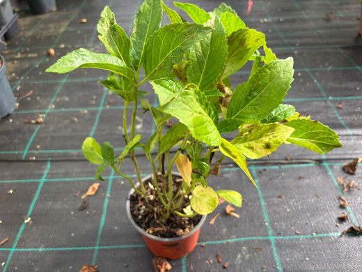 Hortênsia 'Madame E. Moulliere', Hydrangea macrophylla