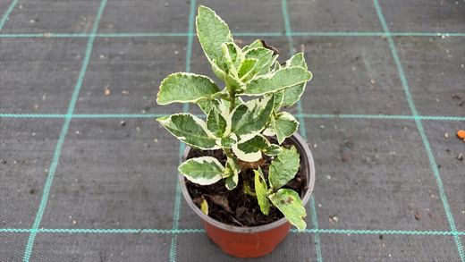 Hortênsia Magical Party Time® - Hydrangea macrophylla