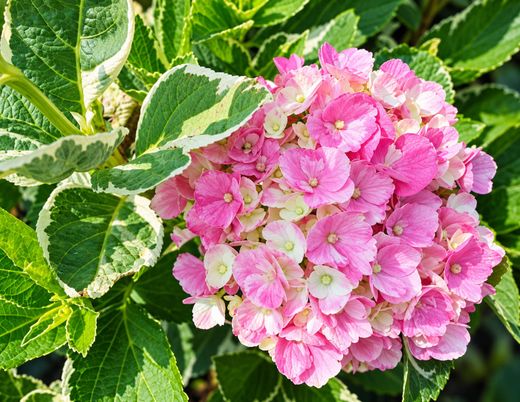 Hortênsia Magical Party Time® - Hydrangea macrophylla