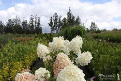 Paniculata de hortênsia branca, dólar de prata de variedade