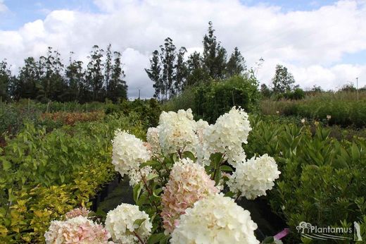 Paniculata de hortênsia branca, dólar de prata de variedade