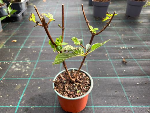 Paniculata de hortênsia branca, dólar de prata de variedade