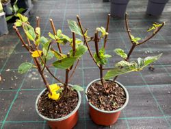 Paniculata de hortênsia branca, dólar de prata de variedade