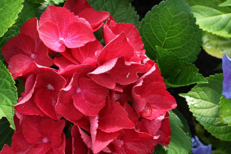 Compra Hortensia de flores rojas, enormes y llamativas flores — Plantamus  Vivero online