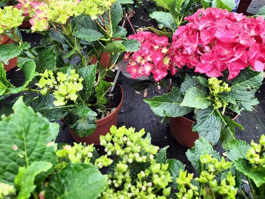 Hortênsia vermelha, Hydrangea macrophylla