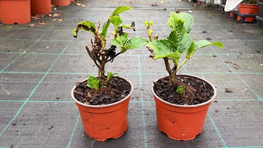 Hydrangea macrophylla "Hot Red" – hortênsia vermelha