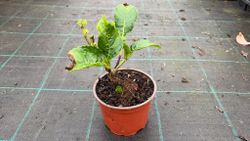 Hydrangea macrophylla "Hot Red" – hortênsia vermelha