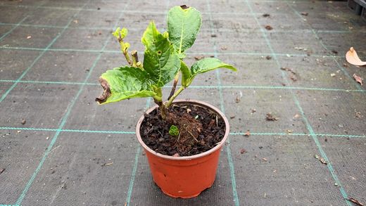 Hydrangea macrophylla "Hot Red" – hortênsia vermelha