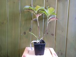 Hortensia rosa malva, Hydrangea macrophylla "Dark angel"