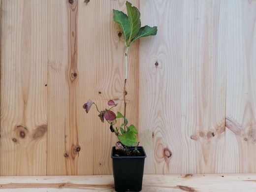 Hortensia rosa malva, Hydrangea macrophylla "Dark angel"