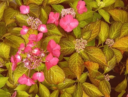 Hortensia rosa malva - Hydrangea macrophylla "Dark angel"