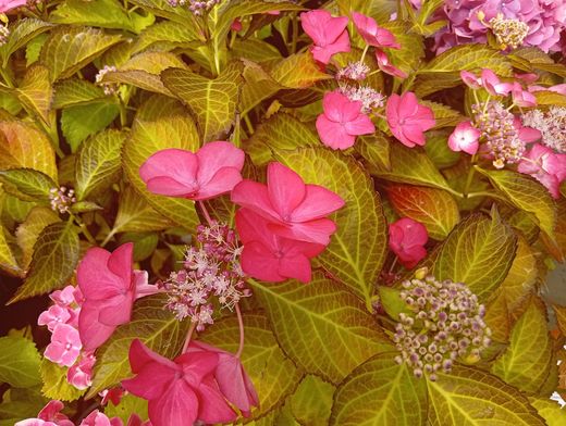 Hortensia rose mauve - Hydrangea macrophylla "Dark angel"