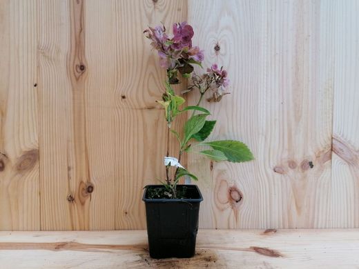 Hortênsia rosa, Hydrangea macrophylla "Tutti frutti"