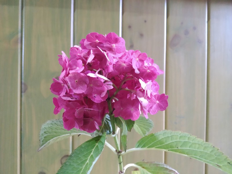 Hortensia rosada, Hydrangea macrophylla 