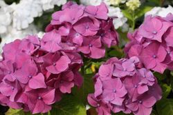 Hydrangea rosa, Hydrangea macrophylla