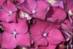 Hydrangea rosa, Hydrangea macrophylla