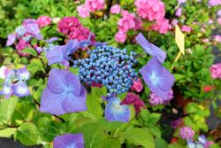 Hortensia teller blue, Hydrangea macrophylla "Teller blue"