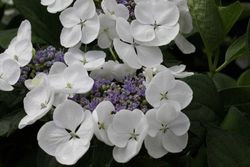 Hortênsia "Teller Snow", Hydrangea macrophylla