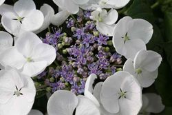 Hortênsia "Teller Snow", Hydrangea macrophylla