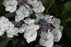 Hortênsia "Teller Snow", Hydrangea macrophylla