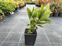 Hortênsia "Teller Snow", Hydrangea macrophylla