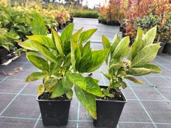 Hortênsia "Teller Snow", Hydrangea macrophylla