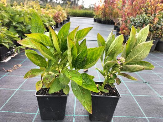 Hortênsia "Teller Snow", Hydrangea macrophylla