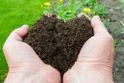 Humus de lombriz Ecocelta en sustrato ecológico.